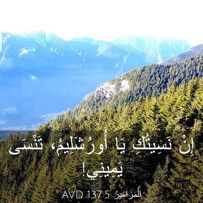 Picture 03 - اَلْمَزَامِيرُ 137:5 AVD - إِنْ نَسِيتُكِ يَا - Bible Verse Picture