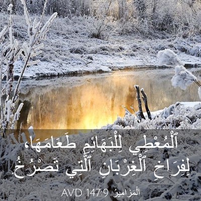 Picture 03 - اَلْمَزَامِيرُ 147:9 AVD - ٱلْمُعْطِي لِلْبَهَائِمِ - Bible Verse Picture