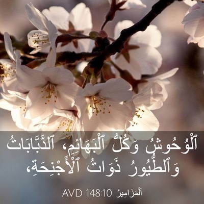 Picture 03 - اَلْمَزَامِيرُ 148:10 AVD - ٱلْوُحُوشُ وَكُلُّ - Bible Verse Picture