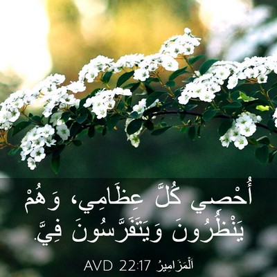 Picture 03 - اَلْمَزَامِيرُ 22:17 AVD - أُحْصِي كُلَّ عِظَامِي، - Bible Verse Picture
