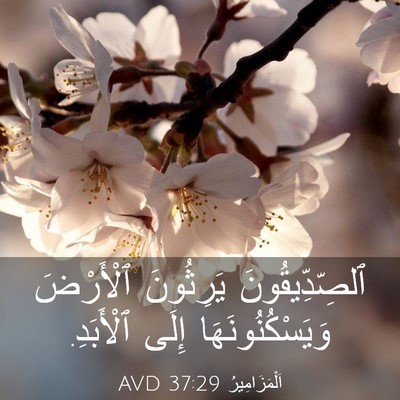 Picture 03 - اَلْمَزَامِيرُ 37:29 AVD - ٱلصِّدِّيقُونَ يَرِثُونَ - Bible Verse Picture