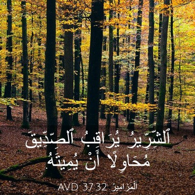 Picture 03 - اَلْمَزَامِيرُ 37:32 AVD - ٱلشِّرِّيرُ يُرَاقِبُ - Bible Verse Picture