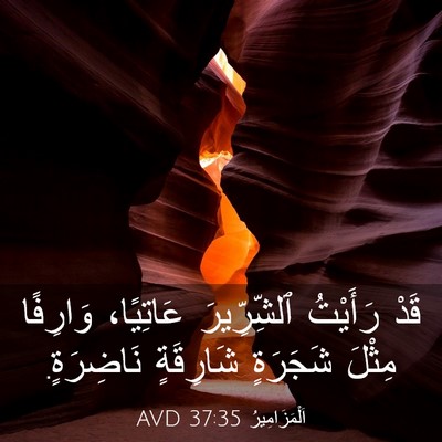 Picture 03 - اَلْمَزَامِيرُ 37:35 AVD - قَدْ رَأَيْتُ ٱلشِّرِّيرَ - Bible Verse Picture