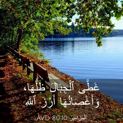 Picture 03 - اَلْمَزَامِيرُ 80:10 AVD - غَطَّى ٱلْجِبَالَ - Bible Verse Picture