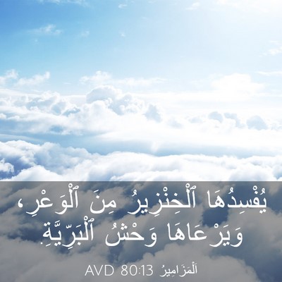 Picture 03 - اَلْمَزَامِيرُ 80:13 AVD - يُفْسِدُهَا ٱلْخِنْزِيرُ - Bible Verse Picture