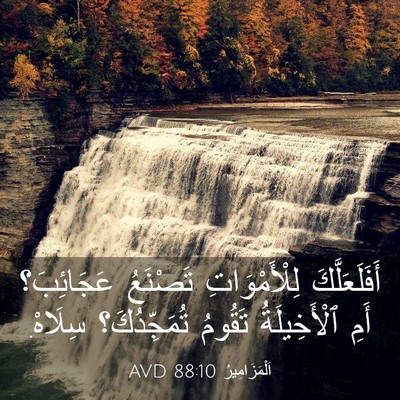 Picture 03 - اَلْمَزَامِيرُ 88:10 AVD - أَفَلَعَلَّكَ - Bible Verse Picture