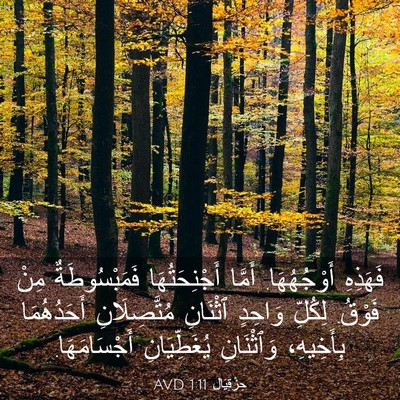 Picture 03 - حِزْقِيَال 1:11 AVD - فَهَذِهِ أَوْجُهُهَا. - Bible Verse Picture