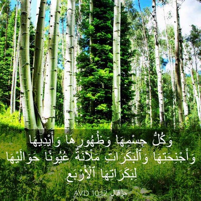 Picture 03 - حِزْقِيَال 10:12 AVD - وَكُلُّ جِسْمِهَا - Bible Verse Picture