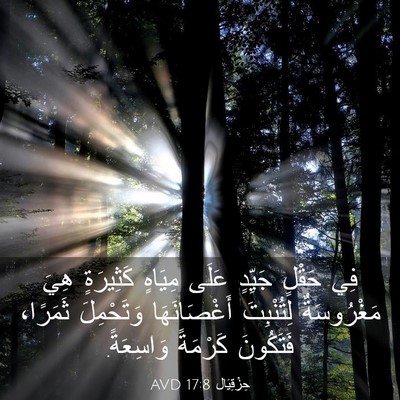 Picture 03 - حِزْقِيَال 17:8 AVD - فِي حَقْلٍ جَيِّدٍ عَلَى - Bible Verse Picture
