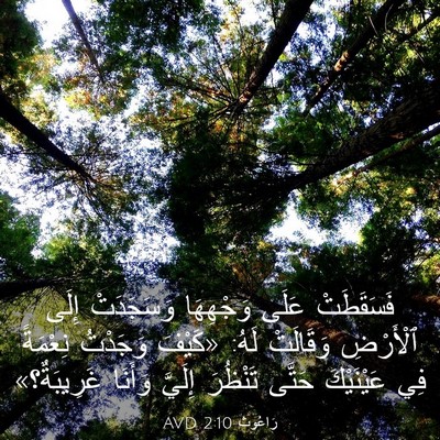 Picture 03 - رَاعُوث 2:10 AVD - فَسَقَطَتْ عَلَى - Bible Verse Picture