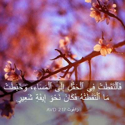 Picture 03 - رَاعُوث 2:17 AVD - فَٱلْتَقَطَتْ فِي - Bible Verse Picture