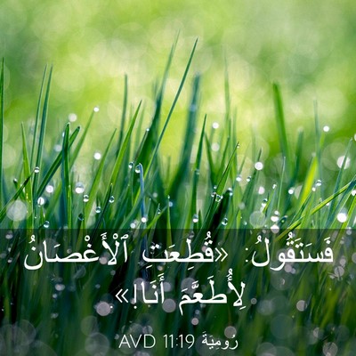 Picture 03 - رُومِيَةَ 11:19 AVD - فَسَتَقُولُ: «قُطِعَتِ - Bible Verse Picture