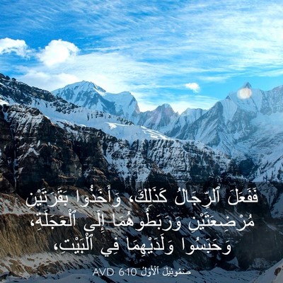 Picture 03 - صَمُوئِيلَ ٱلْأَوَّلُ 6:10 AVD - فَفَعَلَ ٱلرِّجَالُ - Bible Verse Picture