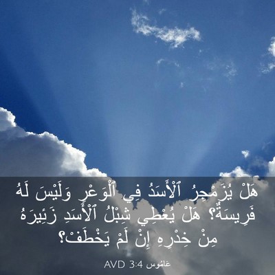 Picture 03 - عَامُوس 3:4 AVD - هَلْ يُزَمْجِرُ ٱلْأَسَدُ - Bible Verse Picture