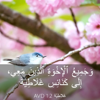 Picture 03 - غَلاطِيَّة 1:2 AVD - وَجَمِيعُ ٱلْإِخْوَةِ - Bible Verse Picture