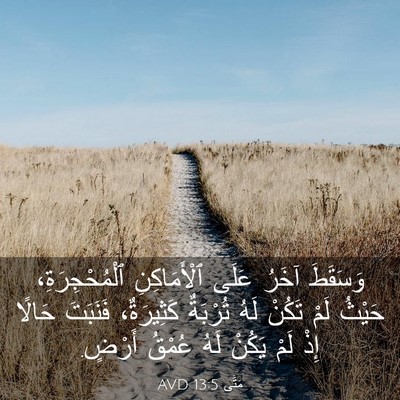 Picture 03 - مَتَّى 13:5 AVD - وَسَقَطَ آخَرُ عَلَى - Bible Verse Picture