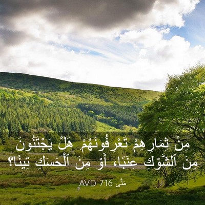 Picture 03 - مَتَّى 7:16 AVD - مِنْ ثِمَارِهِمْ - Bible Verse Picture