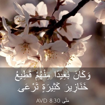 Picture 03 - مَتَّى 8:30 AVD - وَكَانَ بَعِيدًا مِنْهُمْ - Bible Verse Picture