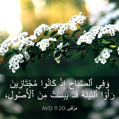 Picture 03 - مَرْقُس 11:20 AVD - وَفِي ٱلصَّبَاحِ إِذْ - Bible Verse Picture