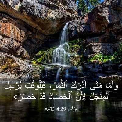 Picture 03 - مَرْقُس 4:29 AVD - وَأَمَّا مَتَى أَدْرَكَ - Bible Verse Picture