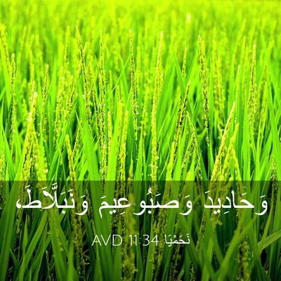 Picture 03 - نَحَمْيَا 11:34 AVD - وَحَادِيدَ وَصَبُوعِيمَ - Bible Verse Picture