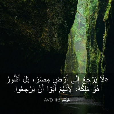 Picture 03 - هُوشَع 11:5 AVD - «لَا يَرْجِعُ إِلَى أَرْضِ - Bible Verse Picture