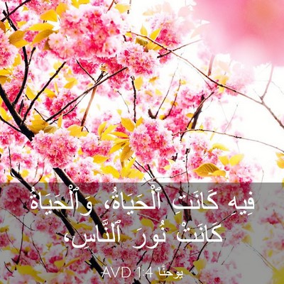Picture 03 - يوحنَّا 1:4 AVD - فِيهِ كَانَتِ ٱلْحَيَاةُ، - Bible Verse Picture