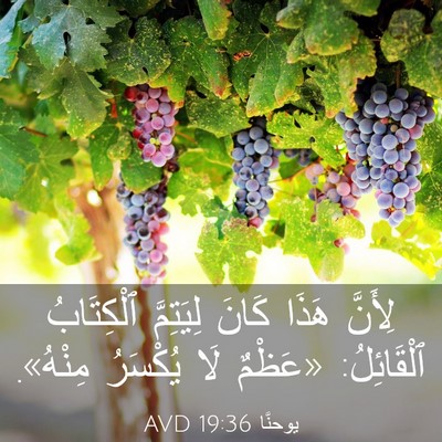 Picture 03 - يوحنَّا 19:36 AVD - لِأَنَّ هَذَا كَانَ - Bible Verse Picture
