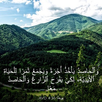Picture 03 - يوحنَّا 4:36 AVD - وَٱلْحَاصِدُ يَأْخُذُ - Bible Verse Picture