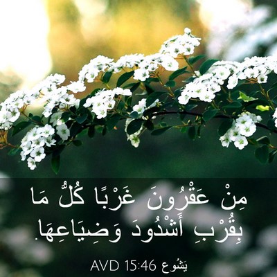 Picture 03 - يَشُوع 15:46 AVD - مِنْ عَقْرُونَ غَرْبًا - Bible Verse Picture
