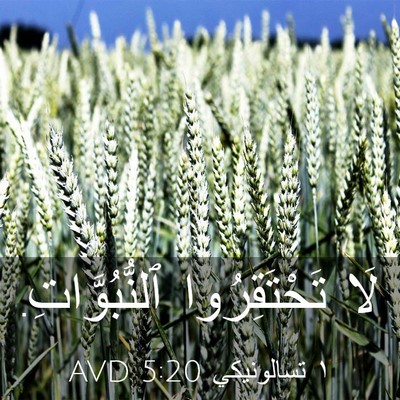 Picture 03 - ١ تسالونيكي 5:20 AVD - لَا تَحْتَقِرُوا - Bible Verse Picture