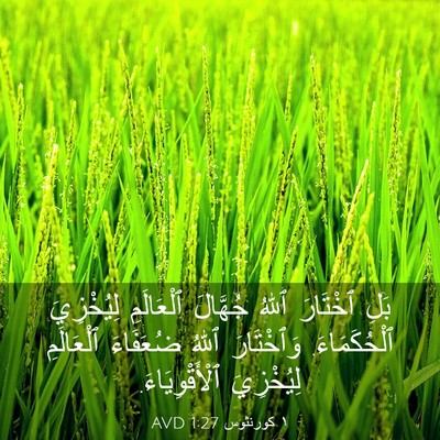 Picture 03 - ١ كورنثوس 1:27 AVD - بَلِ ٱخْتَارَ ٱللهُ - Bible Verse Picture