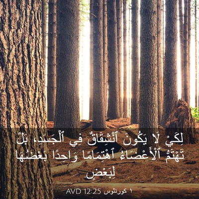 Picture 03 - ١ كورنثوس 12:25 AVD - لِكَيْ لَا يَكُونَ - Bible Verse Picture