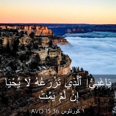Picture 03 - ١ كورنثوس 15:36 AVD - يَاغَبِيُّ! ٱلَّذِي - Bible Verse Picture