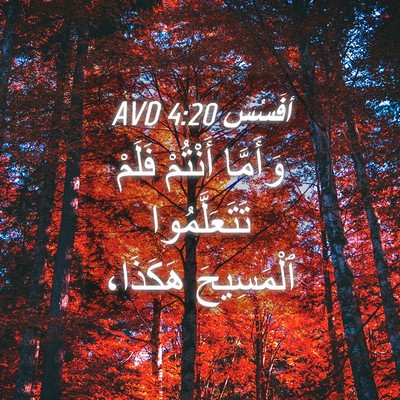 Picture 04 - أفَسُس 4:20 AVD - وَأَمَّا أَنْتُمْ فَلَمْ - Bible Verse Picture