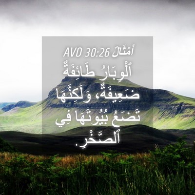 Picture 04 - أَمْثَالٌ 30:26 AVD - ٱلْوِبَارُ طَائِفَةٌ - Bible Verse Picture