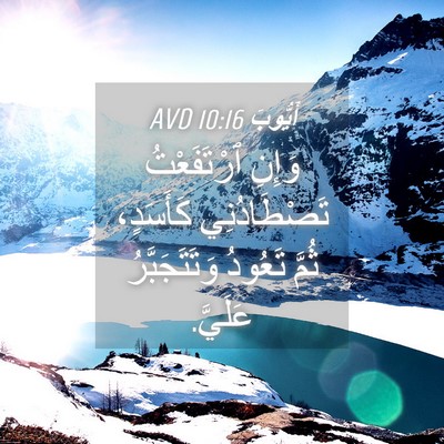 Picture 04 - أَيُّوبَ 10:16 AVD - وَإِنِ ٱرْتَفَعْتُ - Bible Verse Picture