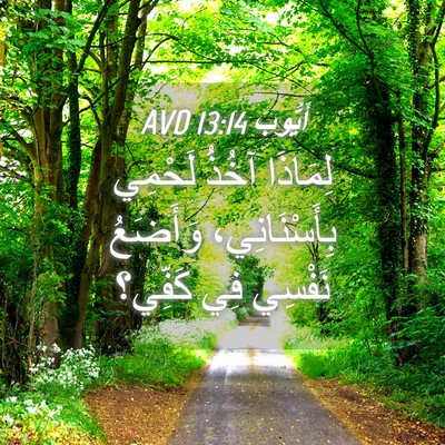 Picture 04 - أَيُّوبَ 13:14 AVD - لِمَاذَا آخُذُ لَحْمِي - Bible Verse Picture