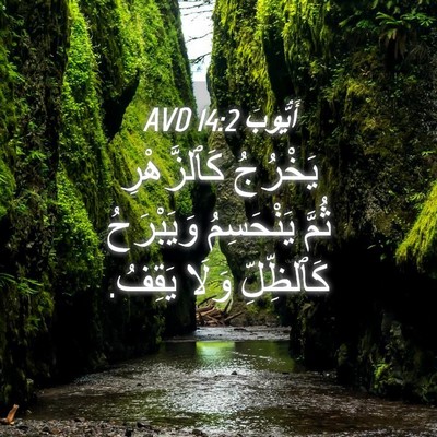 Picture 04 - أَيُّوبَ 14:2 AVD - يَخْرُجُ كَٱلزَّهْرِ - Bible Verse Picture