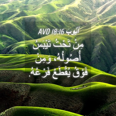 Picture 04 - أَيُّوبَ 18:16 AVD - مِنْ تَحْتُ تَيْبَسُ - Bible Verse Picture
