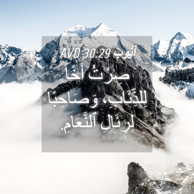 Picture 04 - أَيُّوبَ 30:29 AVD - صِرْتُ أَخًا لِلذِّئَابِ، - Bible Verse Picture