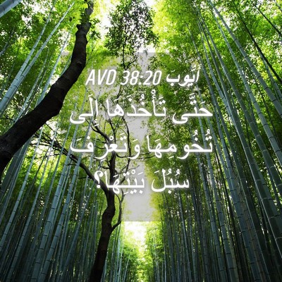 Picture 04 - أَيُّوبَ 38:20 AVD - حَتَّى تَأْخُذَهَا إِلَى - Bible Verse Picture