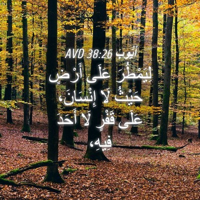 Picture 04 - أَيُّوبَ 38:26 AVD - لِيَمْطُرَ عَلَى أَرْضٍ - Bible Verse Picture