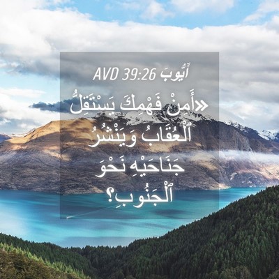 Picture 04 - أَيُّوبَ 39:26 AVD - «أَمِنْ فَهْمِكَ - Bible Verse Picture