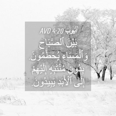 Picture 04 - أَيُّوبَ 4:20 AVD - بَيْنَ ٱلصَّبَاحِ - Bible Verse Picture