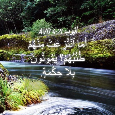 Picture 04 - أَيُّوبَ 4:21 AVD - أَمَا ٱنْتُزِعَتْ - Bible Verse Picture