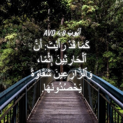Picture 04 - أَيُّوبَ 4:8 AVD - كَمَا قَدْ رَأَيْتَ: أَنَّ - Bible Verse Picture