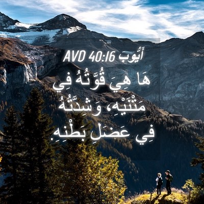 Picture 04 - أَيُّوبَ 40:16 AVD - هَا هِيَ قُوَّتُهُ فِي - Bible Verse Picture