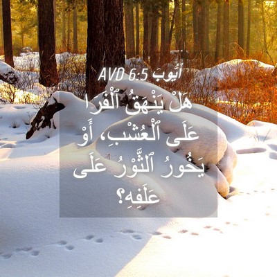 Picture 04 - أَيُّوبَ 6:5 AVD - هَلْ يَنْهَقُ ٱلْفَرَا - Bible Verse Picture