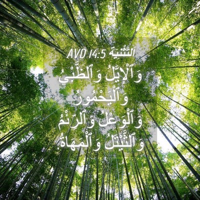 Picture 04 - اَلتَّثْنِيَة 14:5 AVD - وَٱلْإِيَّلُ وَٱلظَّبْيُ - Bible Verse Picture